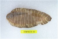 藏品(角鰨沙)的圖片